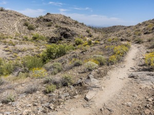 Javelina Canyon Trail