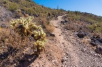 Deem Hills Trail - Teddy Bear Cactus