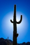 The Gateway Trail - Saguaro Cactus